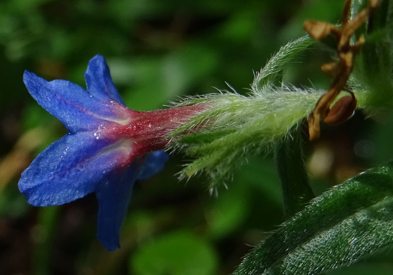 Aegonychon purpurocaeruleum (= Buglossoides purpurocaerulea) - Boraginaceae